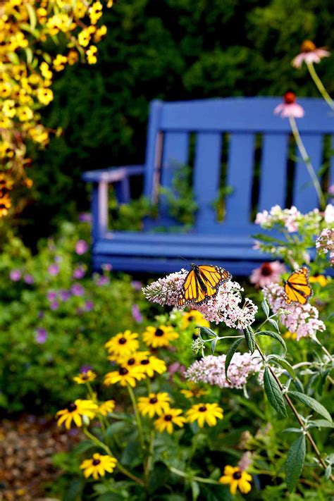Monarch Butterfly Essentials To Add To Your Garden Better Homes And Gardens