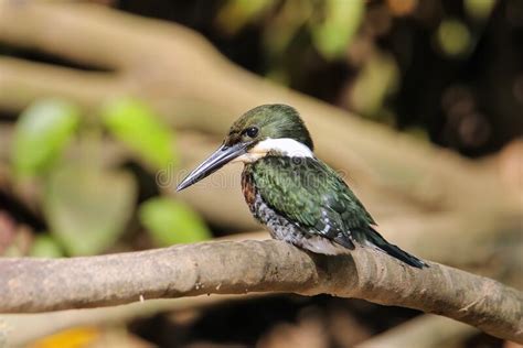 Male Green Kingfisher Chloroceryle Americana Perched On A Tree Stock