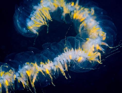 Giant Siphonophore Animals Monterey Bay Aquarium