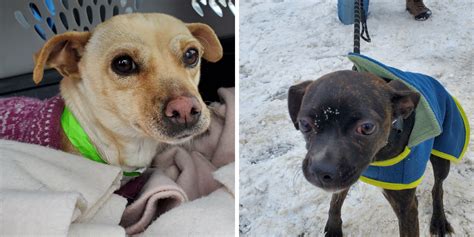 26 Dogs Were Rescued From The Us And Are Looking For Their Furever Homes