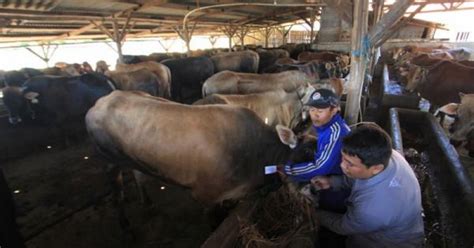 Kapan waktu penyembelihan hewan kurban. Sebutkan Sunah Sunah Dalam Penyembelihan Hewan Qurban - Sebutkan Itu