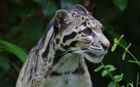 Wallpaper Clouded Leopard Wild Cat Predator Hd Widescreen High