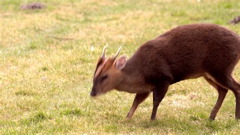 Woodland Wildlife Of Britain Muntjac Deer Reevess