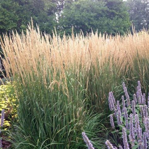 Karl Foerster Feather Reed Grass Buy At Nature Hills Nursery