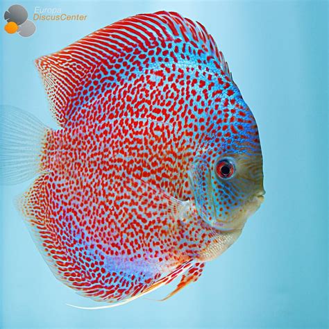 Spider Leopard Snakeskin Discus #discus #diskus #diskusfische #aquarium