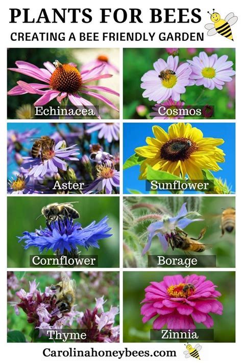 Breeders have taken a fancy to double flowers, thick with multiple petals. 5 Easy Ways to Create A Bee Friendly Garden | Bee friendly ...