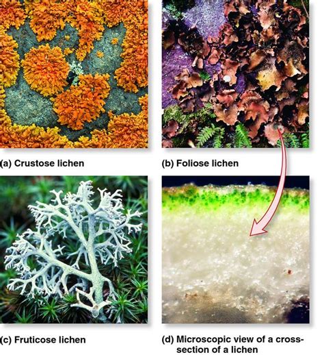 Lichen Types And Structure Lichen Symbiosis Pinterest