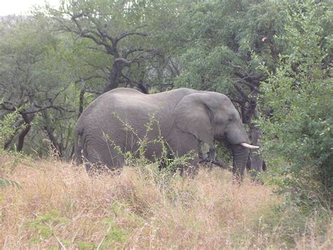 Elephant Hluhluwe Umfolozi National Park South Africa Flickr