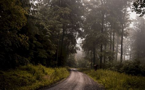 Download Wallpaper 3840x2400 Forest Road Fog Turn Trees Grass 4k