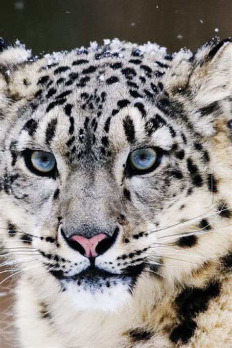 Celebrity Screensaver Wallpaper Picture Theme Snow Leopard Picture