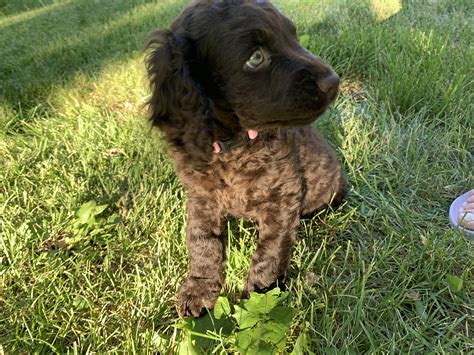 This Is My Best Friend The Day I Brought Him Home Meet Ranger Who