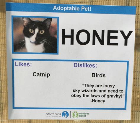 Comedian Creates Hilarious Adoption Profiles For Shelter Cats Tcb Scans
