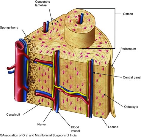 A Histological Cross Section Of Cortical Bone Showing Osteon With