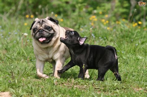Pug Dog Breed Information Buying Advice Photos And Facts Pets4homes