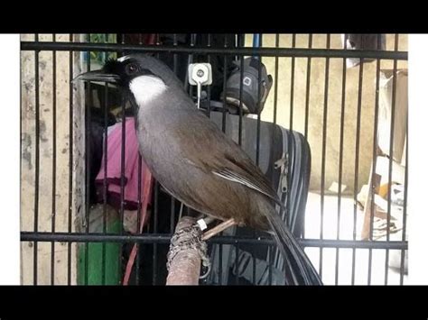 Silahkan baca dan pahami artikel berikut. Poksay Gacor - Burung Poksay Mantap (Garrulax Leucolophus ...