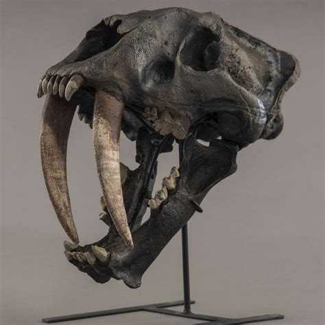 Sabertooth Smilodon Animal Skeletons Tiger Skull