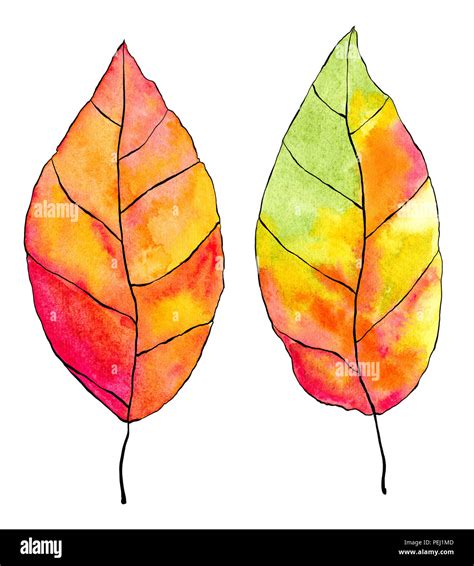 A Watercolor Illustration Of 2 Two Leaves In Yellow Red Orange Autumns Color Isolated On A