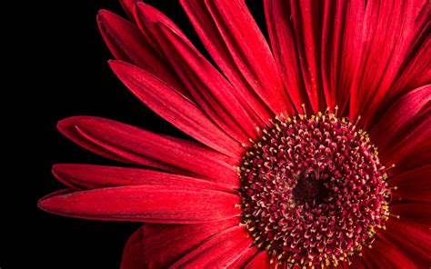 Gerbera Daisy Wallpaper 4k Red Flowers Black Background