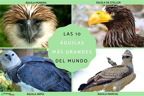 Top 174 Imágenes Del águila Arpía Destinomexicomx