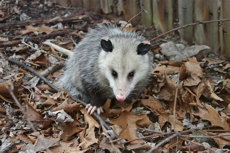 The Secret Life Of Opossums A Closer Look At Their Daily Routines Richmond Virginia Wildlife