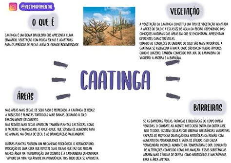 Caatinga Caatinga Mapa Mental Vegetação Da Caatinga