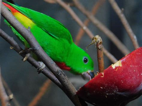 Blue Crowned Hanging Parrot Zoochat