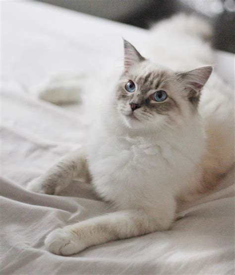 The ragdoll is a docile, gentle, unusually relaxed animal with a decidedly even disposition. Ragdoll cats price #ragdoll #price & ragdoll katzen preis ...