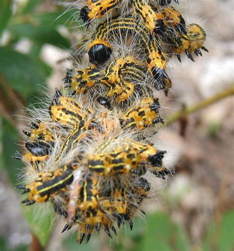 Big caterpillar black with red dots eating leaf 3d illustration. Caterpillars Eat Blueberry Leaves: Hairy, Yellow-Orange ...