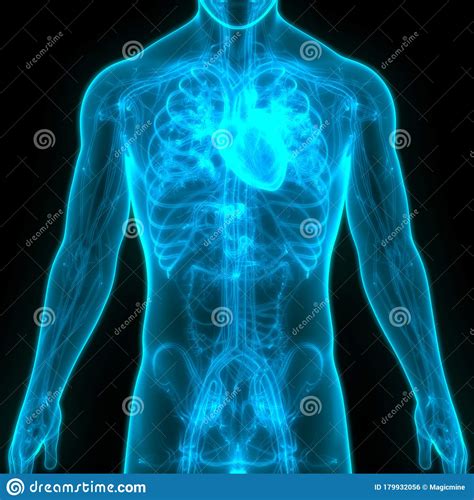 Download human internal organ images and photos. Human Internal Organs Circulatory System Heart Anatomy ...