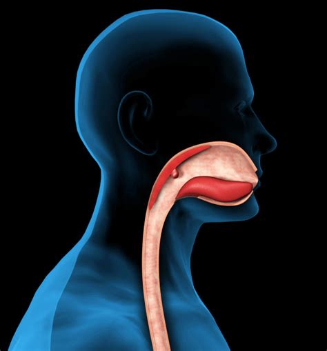 Mouth And Esophagus Diagram