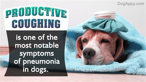 How Can I Help My Dog With Pneumonia