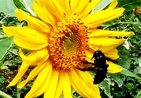 Tidak heran, kini berfoto dengan latar bunga matahari kian mewarnai timelinesosial media. Bunga Matahari dan Manfaat Penyerbukan Bagi Kesuburan ...