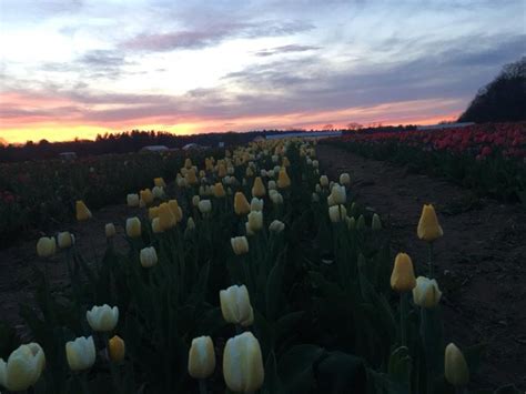 Wicked Tulips Flower Farm In Rhode Island Will Transform This Spring
