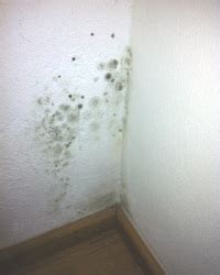 Bei hoher luftfeuchtigkeit drinnen helfen zudem entfeuchter oder behälter mit salz und anderen feuchtigkeit anziehenden substanzen. Schimmel in der Wohnung durch Feuchtigkeit - ökologische ...