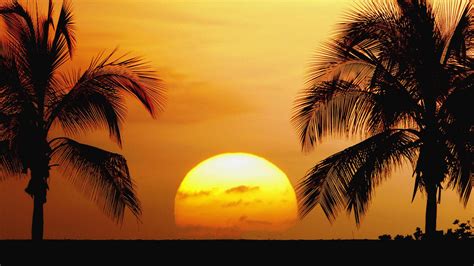 Collection Of Four Circular Tropical Scenes Of Palm Trees