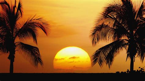 Palm Trees And Beach Nature Landscape Beach Sea Hd Wa