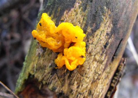 Raw chanterelle mushrooms on a black kitchen board. Largo Baywatch: Yellow Brain Fungus