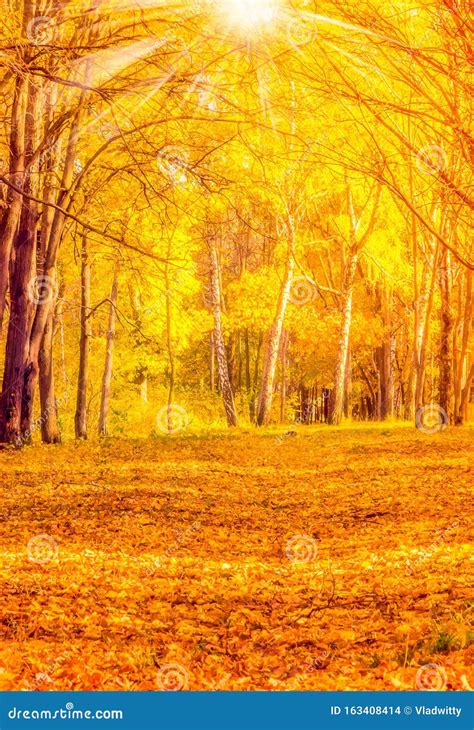 Autumn Leaves Fall Blurred Background Stock Photo Image Of Europe