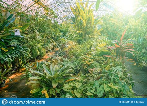 Greenhouse Full Of Flowers And Plants Royalty Free Stock Photography
