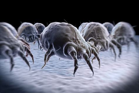 They linger in our house dust and are on nearly every surface. How To Get Rid Of Dust Mites Naturally In Your Bedroom