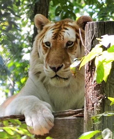 With around 150 exotic felines since its founding in 1991, the efrc has served as a nationally recognized leader in big cat the exotic feline rescue center has grown from its humble beginnings with only three exotic. Exotic Feline Rescue Center (Centerpoint) - 2018 All You ...