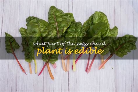 What Part Of The Swiss Chard Plant Is Edible Shuncy