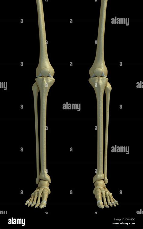 Front View Of The Bones Of The Legs Knee Joints Ankle Joints And