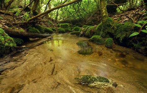 Lush Rain Forest Stream Stock Photo Image Of Plants 29098422
