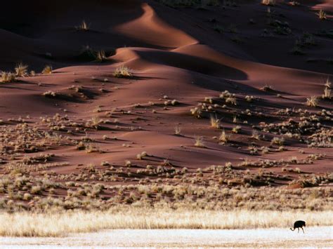 Rising Sands Namib Desert Namibia Africa Picture Rising Sands Namib