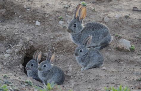 ⊛ Los 20 Mejores Habitat De Los Conejos Para Niños Opiniones