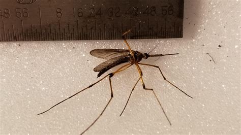 This Giant Mosquito Just Landed On My Hand Whatsthisbug
