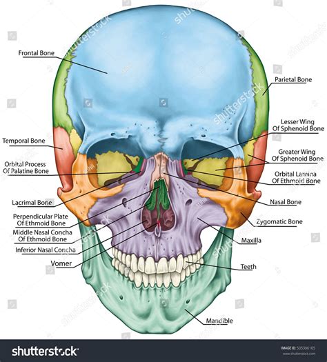 Bones Cranium Bones Head Skull Individual Stock Illustration 505306105