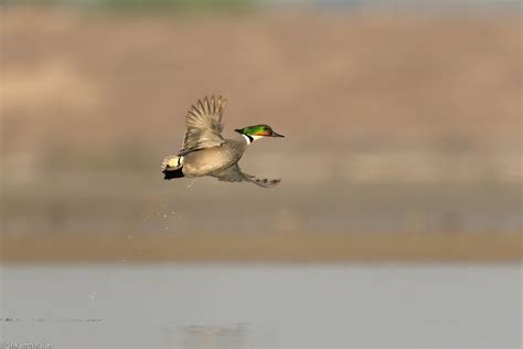 Falcated Duck Or Falcated Teal Falcated Duck Or Falcated T Flickr