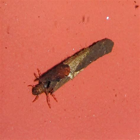 Caddisfly Larva The Arboretum